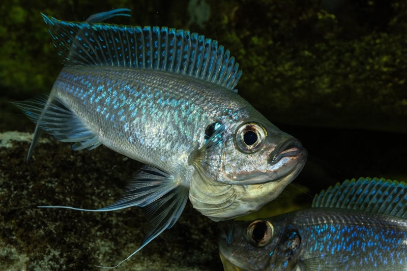 Haplotaxodon microlepis 'Cape Kabogo'